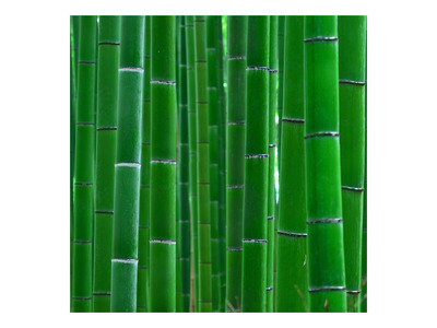 Bamboo Forest Poster Background  for Aquarium Terrarium Vivarium