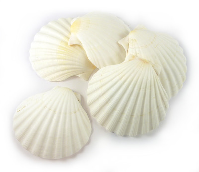 Sea Shell Scallop White Large