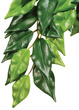 Exo Terra Forest Silk Plant Ficus Small