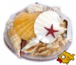 Sea Shell Gifts and Accessories