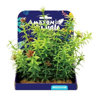 Amazon Jungle Anacharis Display 15cm Medium