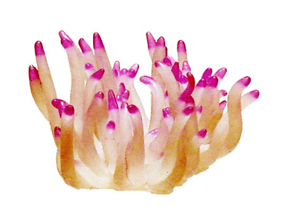 Coral Impressions Atlantic Anemone Mini White/Purple Caribbean