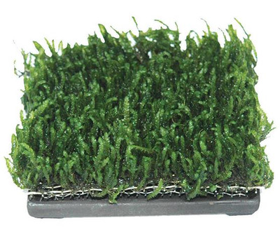 ISTA Plant Cultivation Plate Square 65mm