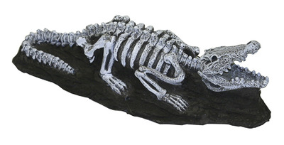 Exotic Environments Niles Crocodile Fossil Finds 