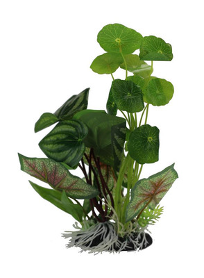 Pennywort-Flame Spathiophylym Plant Display 28cm