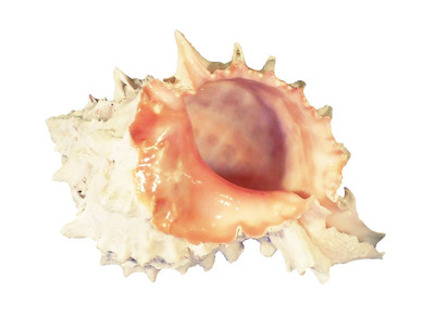 Sea Shell Murex Pink Deluxe Medium - The Aquarium Shop ...