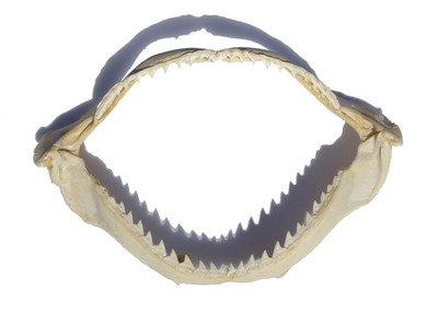Shark Jaw 20-25cm