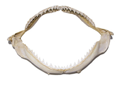Shark Jaw 30-35cm