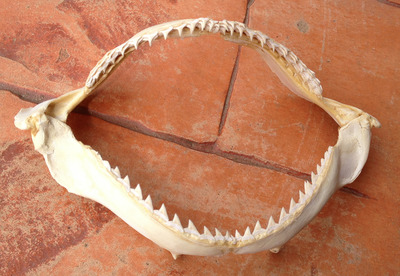 Shark Jaw 10-15cm - The Aquarium Shop Australia