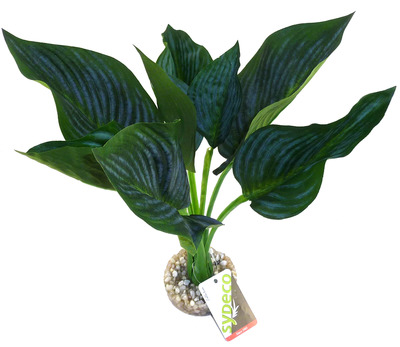 Sydeco Aquarium Plant Wild Star Anubius Green