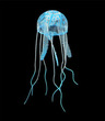 Jellyfish Blue Small