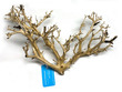 Coral Wood Small 15 to 20cm