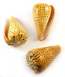 Sea Shell Cones Betulinus Medium