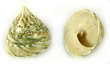 Polished Sea Shell Trochus Pyramis Green Large