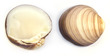 Sea Shell Cockle Maxima Large - Pair