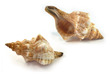 Sea Shell Fasc Trapezium Small-Medium