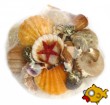Sea Shells and Shell Gifts