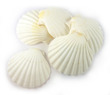 Sea Shell Scallop White Medium