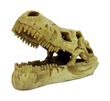 T-Rex Skull 14 cm