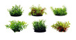 Up Aqua Imitation Plant Pack Small