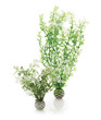 biOrb Winter Fern Medium Plant pack Set of 2